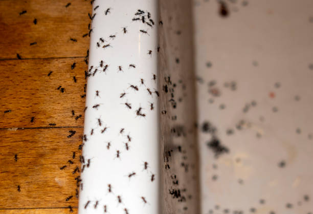 Best Mosquito Control Services  in Mammoth Lakes, CA