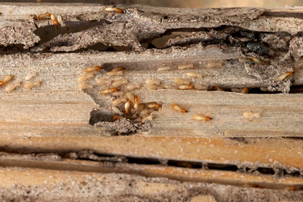 Best Pest Removal Services  in Mammoth Lakes, CA